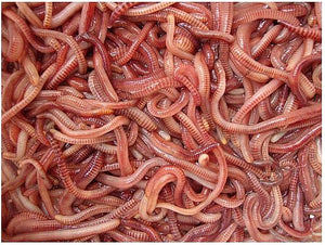 Dendrabena Worms, , Bankside Baits, Bankside Tackle